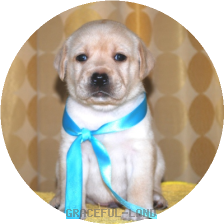 男の子(水色リボン母エメラルド)